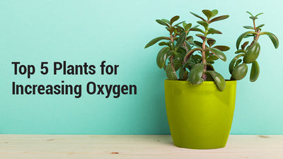 Top Indoor Plants for COVID-19 Patients To Increase Oxygen Level